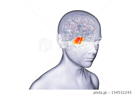 Pons highlighted in human brain, 3D illustration. 134532243