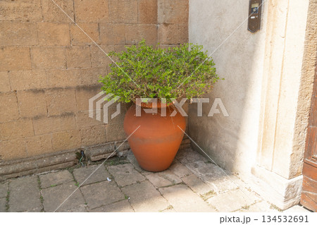 Green plant in clay pot near stone wall and doorway. Minimal Mediterranean exterior detail Green plant in clay pot near stone wall and doorway. Minimal Mediterranean exterior detail 134532691