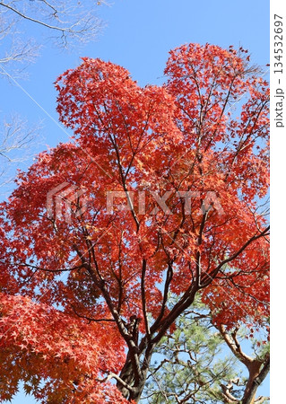 丈山苑、青空に映える紅葉 134532697