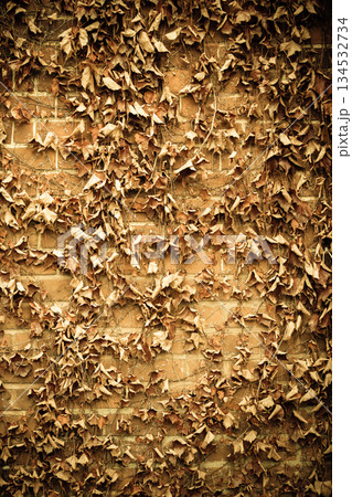 Red brick wall background and dry ivy leaves plants Red brick wall background and dry ivy leaves plants 134532734