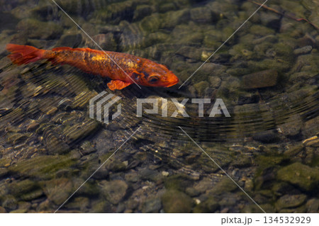 池 溜池 池底 134532929