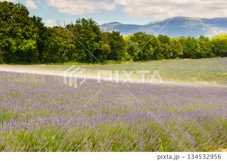 Summer landscape with lavender fields, France Summer landscape with lavender fields, France 134532956