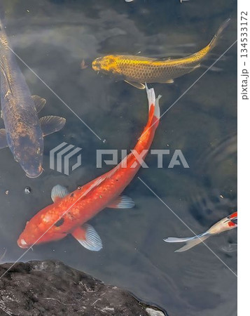 丈山苑、池の錦鯉 丈山苑、池の錦鯉 134533172