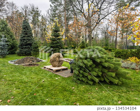 Landscaping service planting evergreen shrub with exposed root system in green lawn surrounded by colorful autumn trees 134534104