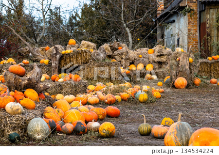 A charming rural farm setting with a bountiful harvest of orange pumpkins displayed on hay for sale 134534224