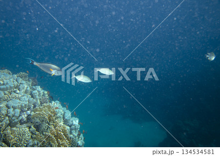 sea fish near coral reef, underwater 134534581