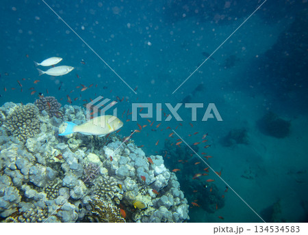 sea fish near coral reef, underwater 134534583
