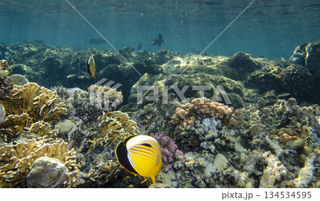 sea fish near coral reef, underwater sea fish near coral reef, underwater 134534595