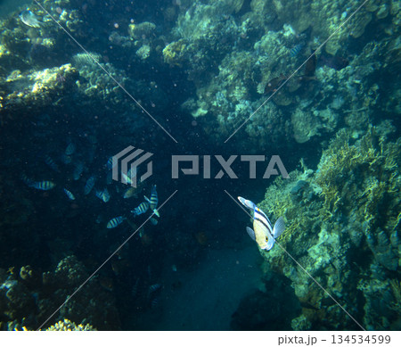 sea fish near coral reef, underwater sea fish near coral reef, underwater 134534599