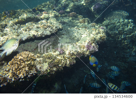 sea fish near coral reef, underwater sea fish near coral reef, underwater 134534600