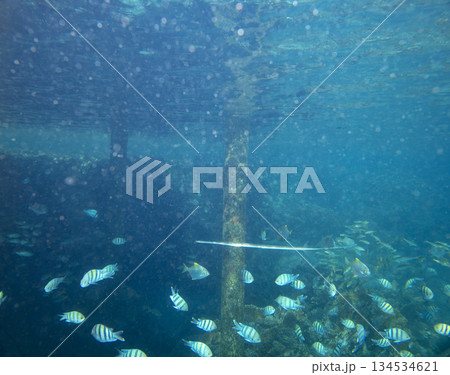 sea fish near coral reef, underwater sea fish near coral reef, underwater 134534621