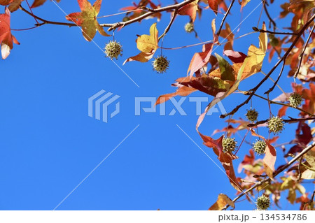 青空と実がついたモミジバフウ・1 134534786