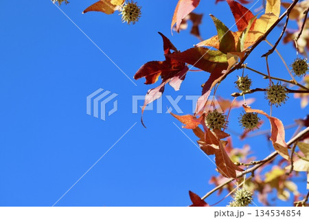 青空と実がついたモミジバフウ・2 134534854