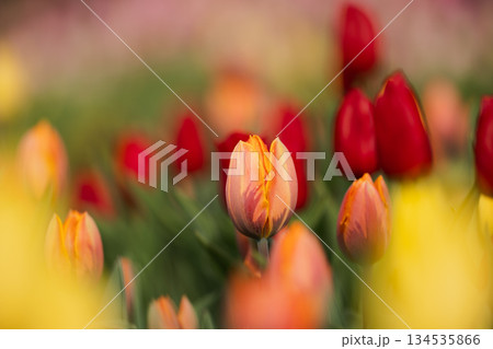 春の花壇に咲くオレンジ色のチューリップと赤い花のボケ背景 春の花壇に咲くオレンジ色のチューリップと赤い花のボケ背景 134535866