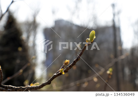 Tulip Tree Branch in a Early Spring. Bare dormant branches of tulip tree Liriodendron tulipifera before emergence of buds and leaves, symbolizing transition from winter to spring. Tulip Tree Branch in a Early Spring. Bare dormant branches of tulip tree Liriodendron tulipifera before emergence of buds and leaves, symbolizing transition from winter to spring. 134536049