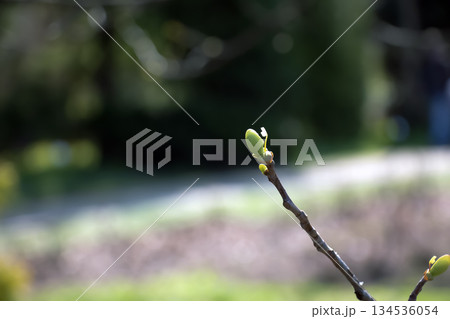 Tulip liriodendron is a beautiful ornamental tree. Tulip liriodendron in early spring. Close-up. Tulip Tree Branch in Early Spring. Tulip liriodendron is a beautiful ornamental tree. Tulip liriodendron in early spring. Close-up. Tulip Tree Branch in Early Spring. 134536054