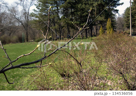 Tulip liriodendron is a beautiful ornamental tree. Tulip liriodendron in a early spring. Close-up. Tulip Tree Branch in Early Spring. 134536056