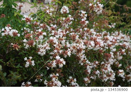 ツクバネウツギ・2025年10月 ツクバネウツギ・2025年10月 134536900
