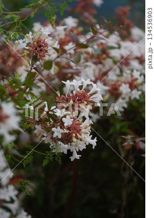 ツクバネウツギ・2025年10月 134536903