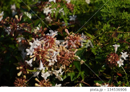 ツクバネウツギ・2025年10月 134536906