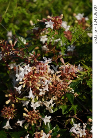 ツクバネウツギ・2025年10月 134536907