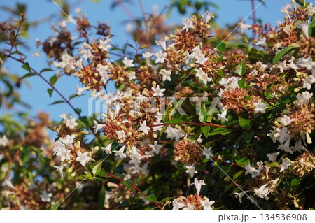 ツクバネウツギ・2025年10月 134536908