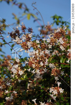 ツクバネウツギ・2025年10月 134536909