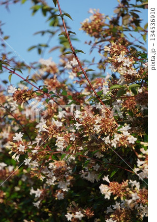 ツクバネウツギ・2025年10月 134536910