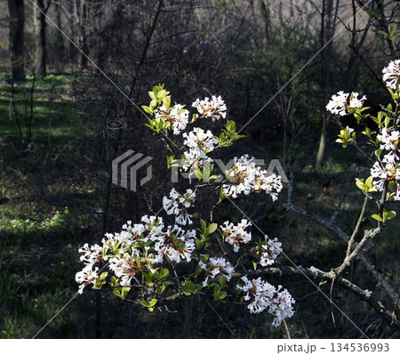 Sweet viburnum flowers.Viburnaceae evergreen tree. Many small white flowers bloom in a early spring, and berries ripen red in autumn 134536993