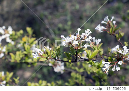 Pink-tinged and sweetly perfumed white blooms of Viburnum farreri or Viburnum fragrans, an erect deciduous shrub 134536996