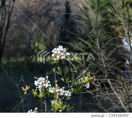 Viburnum farreri or V. fragrans is a species of flowering plant in the family Adoxaceae, formerly Caprifoliaceae 134536997