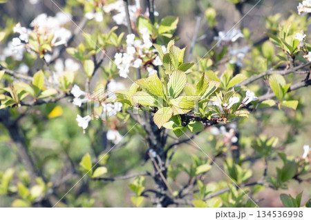 Viburnum farreri or V. fragrans is species of flowering plant in the family Adoxaceae, formerly Caprifoliaceae 134536998