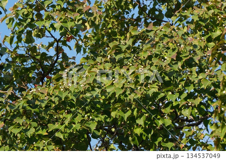 ナンキンハゼ・2025年10月 134537049