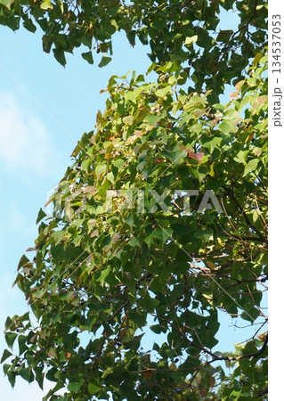 ナンキンハゼ・2025年10月 134537053