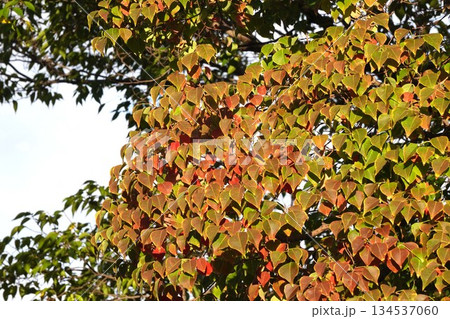 ナンキンハゼ・2025年10月 134537060