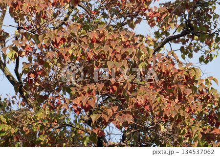 ナンキンハゼ・2025年10月 134537062