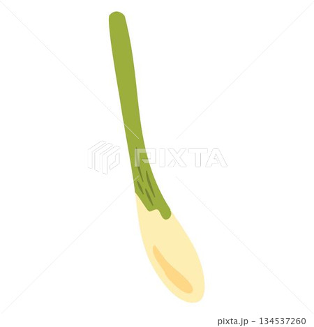 Fresh Lemongrass (citronella) herb illustration 134537260
