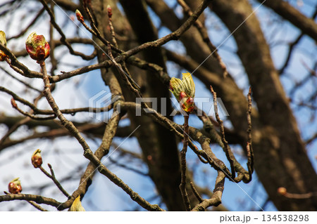 Buds of a Horse Chestnut tree Aesculus hippocastanum closeup in an early spring. 134538298