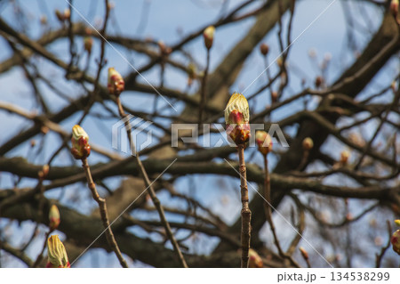 Buds of Horse Chestnut tree Aesculus hippocastanum closeup in an early spring. 134538299