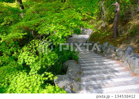 新緑の東福寺の洗玉澗の参道 134538412