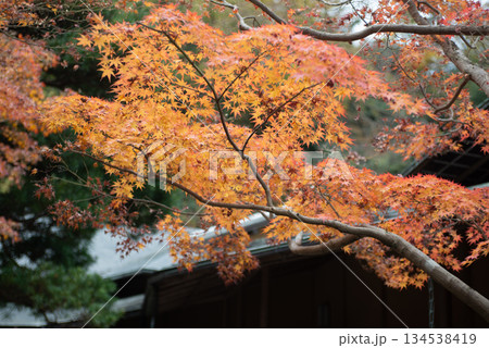 鎌倉 報国の紅葉 鎌倉 報国の紅葉 134538419