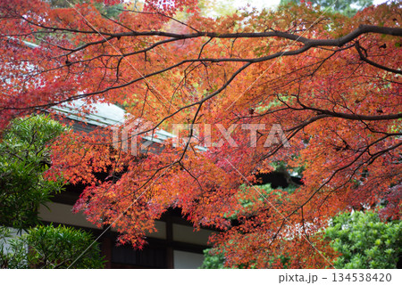 鎌倉 報国寺の紅葉 鎌倉 報国寺の紅葉 134538420