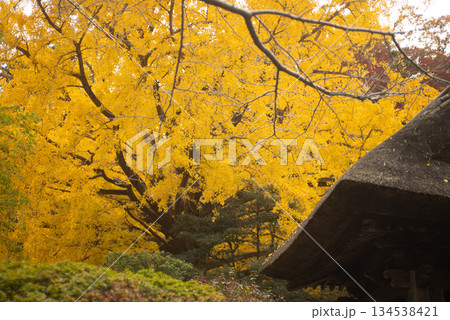 鎌倉　報国寺の大いちよう 134538421