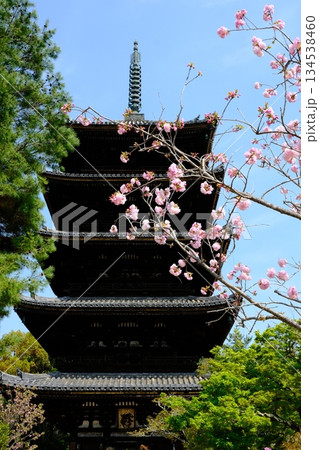 春の仁和寺の五重塔の風景 134538460
