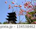 春の仁和寺の五重塔の風景 134538462