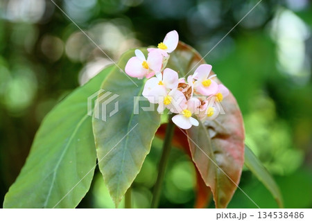 爽やか キダチベゴニアの花 爽やか キダチベゴニアの花 134538486