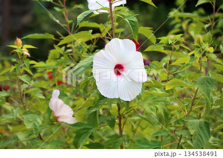 大輪 タイタンビカスの花 大輪 タイタンビカスの花 134538491