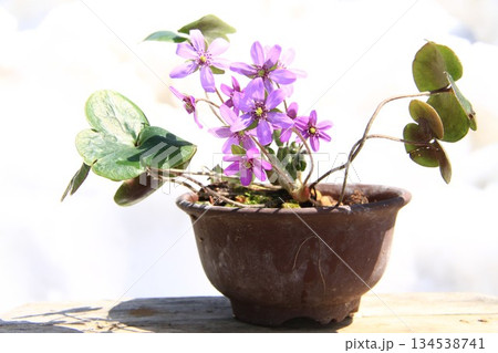 鉢植えの雪割草の花 134538741
