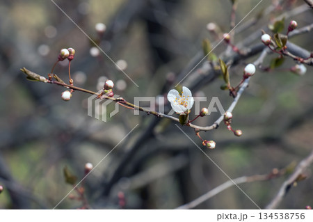 Flowers of an Japanese apricot - Prunus mume - are bloom 134538756