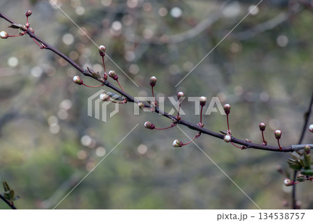 White plum blossoms bloom in early spring. Prunus mume White plum blossoms bloom in early spring. Prunus mume 134538757
